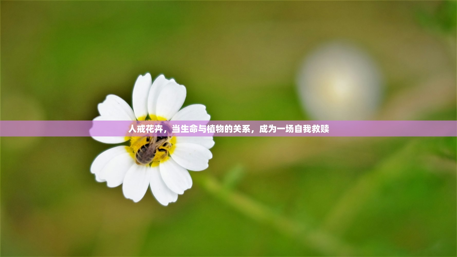 人戒花卉,当生命与植物的关系,成为一场自我救赎 人戒花卉,当生命与植物的关系,成为一场自我救赎