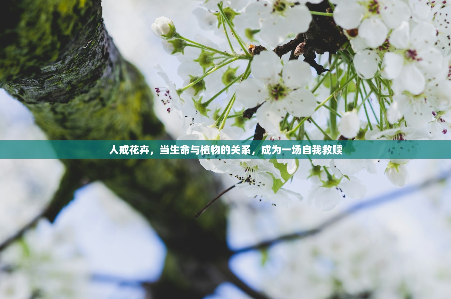 人戒花卉,当生命与植物的关系,成为一场自我救赎 人戒花卉,当生命与植物的关系,成为一场自我救赎